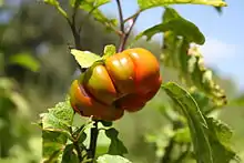 Nakati, Ethiopian eggplant