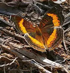 A soldier pansy resting on the woodland floor