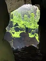 Another view out the mouth of the cavern, showing the rainforest in its doline