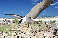 Sooty tern rookery on Tern Island (French Frigate Shoals)