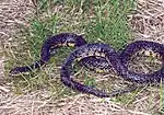 Speckled kingsnake (Lampropeltis holbrooki)