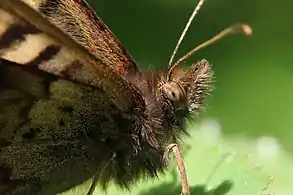 Head of female