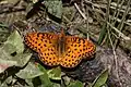 Mormon fritillary (Speyeria mormonia)