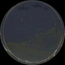 Colonies of the gram negative bacterium Sphingobium chlorophenolicum L1