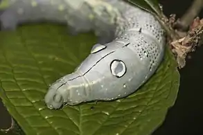 caterpillar