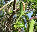 Sphodromantis eating bee