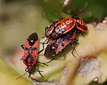 Adult and nymphs