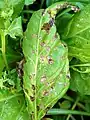 Spots on a spinach leaf caused by Cercospora beticola