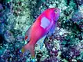 Male Pseudanthias pleurotaenia at Morotai North Maluku, 2018