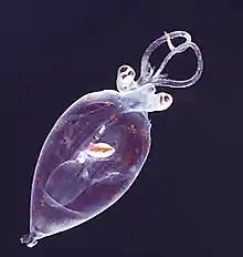 Juvenile planktonic squid