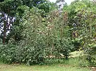 Coffea arabica growing at Olinda, Maui.