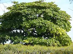 Tree canopy on Sand Island, Midway Atoll