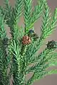 Tips of a sugi (Cryptomeria japonica)