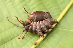 The larvae of notodontid moths, such as that of Stauropus fagi, have elongated thoracic legs.