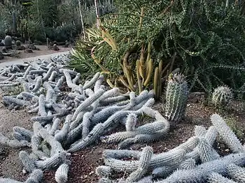 Creeping Devils (Stenocereus eruca), with Fouquieria and barrel cacti