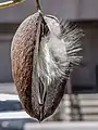 Stephanotis floribunda dry pod - seeds with 'parachutes' are still in