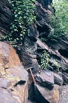 Upright Sigillaria in dipping sandstone and shale beds of the north wall.  A so-called "Polystrate fossil".