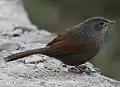 Streaked laughingthrush at Uttarakhand