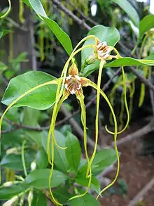 Strophanthus divaricatus