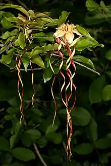 Strophanthus petersianus