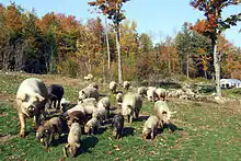 pigs in pastoral setting