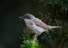 Lesser whitethroat Curruca curruca