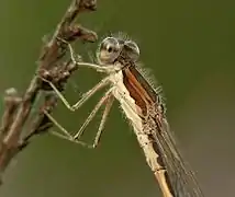 Detail of a male