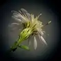 Close-up of involucre, phyllaries, and bracts on S. lateriflorum flower head. The involucre is bell-shaped (campanulate), and the green zone of each phyllary is shaped like a lens.