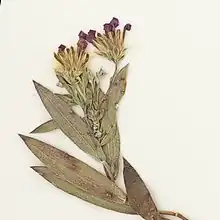 S. lucayanum: Close-up of an inflorescence from a specimen collected 8 November 1973 west of Freeport, West Grand Bahama, Bahamas.