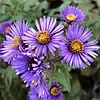 S. novae-angliae: Photo of several flower heads of Symphyotrichum novae-angliae taken 20 September 2020 at Richmond Hill, Ontario, Canada.