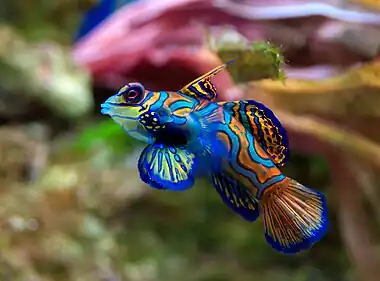 Image 27MandarinfishPhoto credit: Luc ViatourThe mandarinfish (Synchiropus splendidus, not to be confused with the similarly named mandarin fish) is a small (~6 cm or 2.4 in), brightly-colored member of the dragonet family, popular in the saltwater aquarium trade.  The mandarinfish is native to the Western Pacific, ranging approximately from the Ryukyu Islands south to Australia.More selected pictures