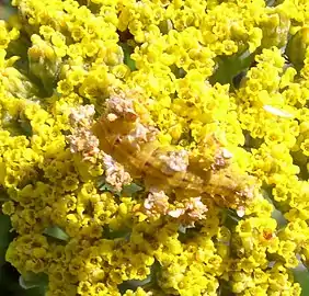 Camouflaged S. aerata caterpillar