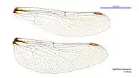 Female wings