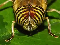 Male eyes (Close-up)