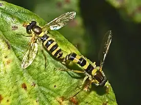 mating pair S.scripta