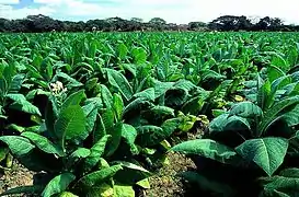 Some of the tobacco fields that are common north of town.