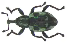 A green and black beetle