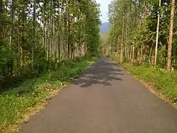 Teak trees in Munderi