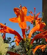 Close-up of flower