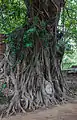 The head of Buddha, Wat Mahathat