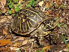 Ornate box turtle