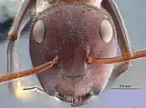 Head of Colobopsis explodens worker