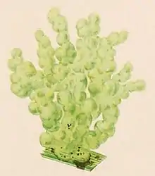 Illustration of "Tetraspora gelatinosa"