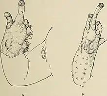 Drawing of two frog forelimbs