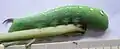 Larva (green form)