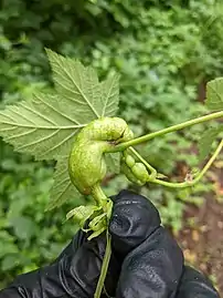 Gall produced by Diastrophus kincaidii