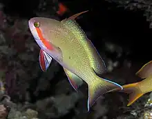 Pseudanthias huchtii