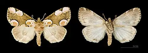 Both sides MHNT