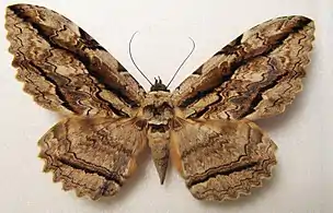 Mounted male