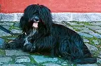 Tibetan Terrier, black coat.